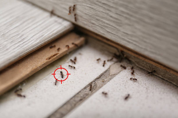 Best Ant Control Services  in Livonia, MI