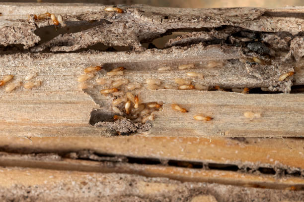 Best Flea Control Services  in Livonia, MI