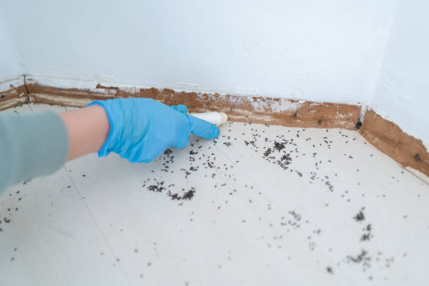 Best Pest Control Near Me in Livonia, MI